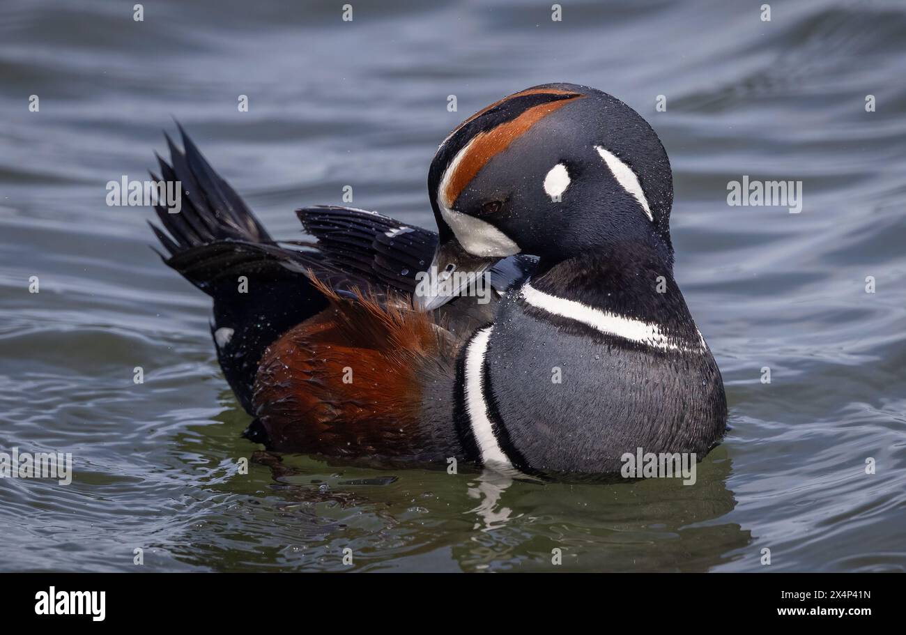Harlequin Ente im Winter am Jersey Shore im Ozean Stockfoto