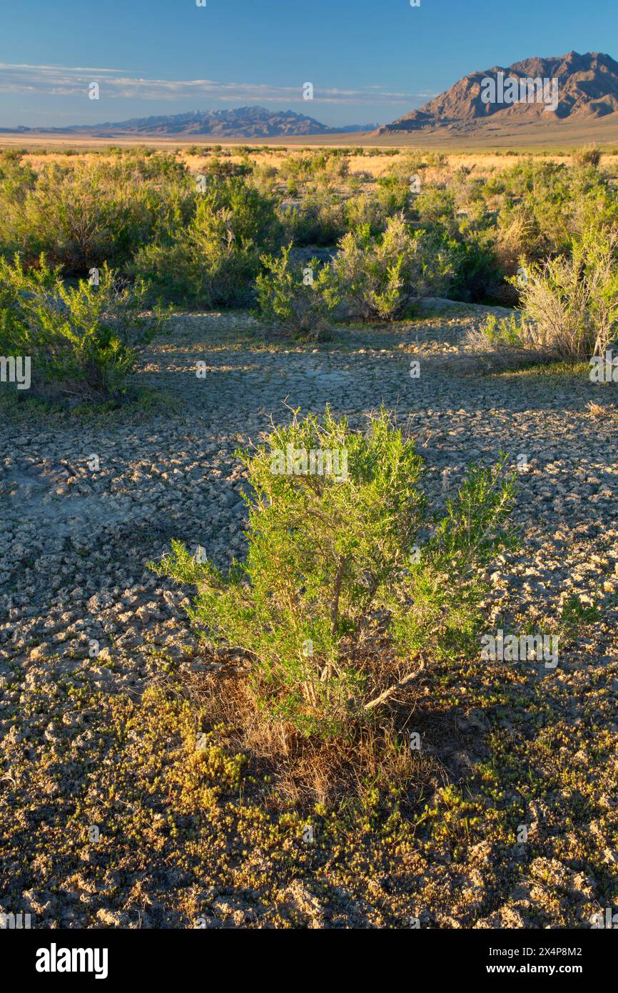 Fish Springs Flat, Fish Springs National Wildlife Refuge, Utah Stockfoto