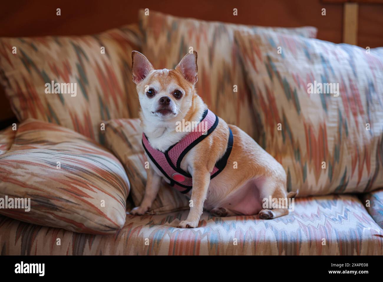 Ein kleiner Hund mit rosafarbenem Gurtzeug sitzt auf einer Couch. Die Couch ist mit einem bunten Muster bedeckt Stockfoto