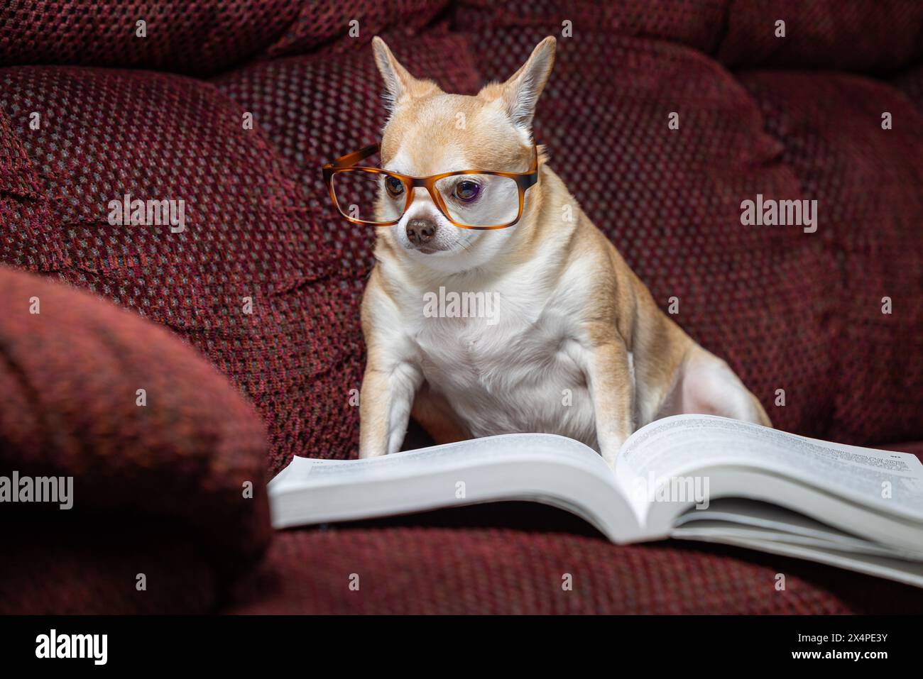 Ein kleiner chihuahua sitzt auf einer Couch mit einem Buch davor. Der Hund trägt eine Brille und liest das Buch. Die Szene ist verspielt und li Stockfoto