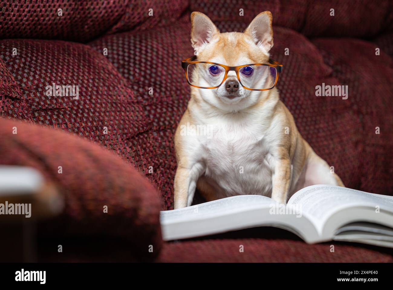 Ein kleiner chihuahua sitzt auf einer Couch mit einem Buch davor. Der Hund trägt eine Brille und liest das Buch. Die Szene ist verspielt und li Stockfoto