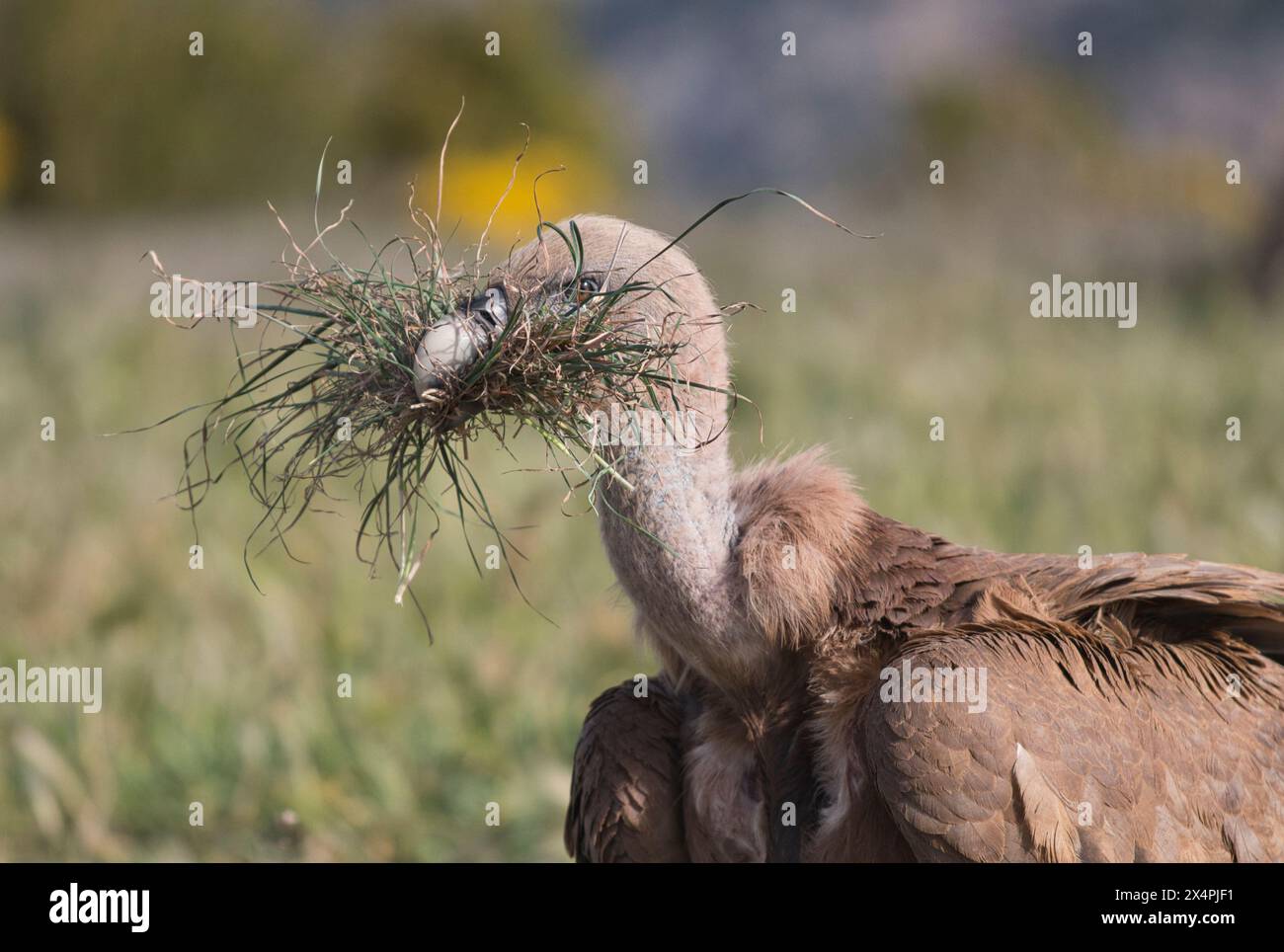 Eurasischer Greifgeier (Gyps fulvus) Stockfoto