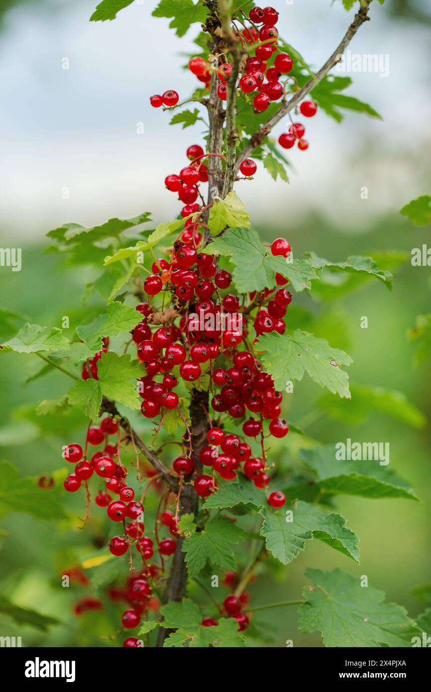 Gruppe reifer roter Johannisbeeren, die an einem Zweig hängen, umgeben von grünen Blättern im Garten. Das Konzept des Gartenbaus, des Beerenanbaus Stockfoto