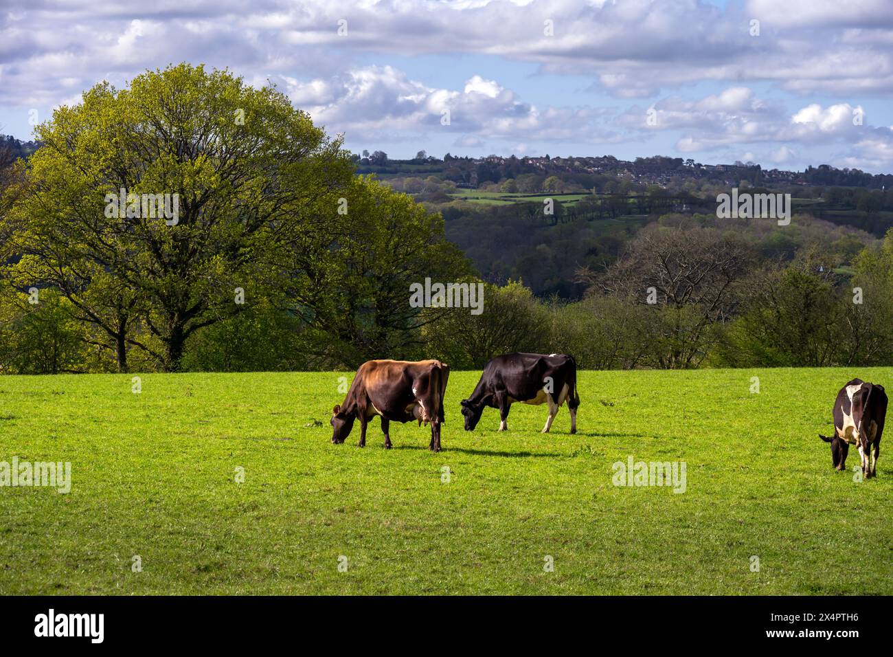 Kühe auf einem Feld im Frühling, East Sussex, England Stockfoto