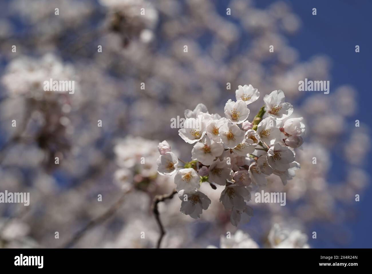 Kirschblüten Blumen Frühlingsseasion blüht Stockfoto