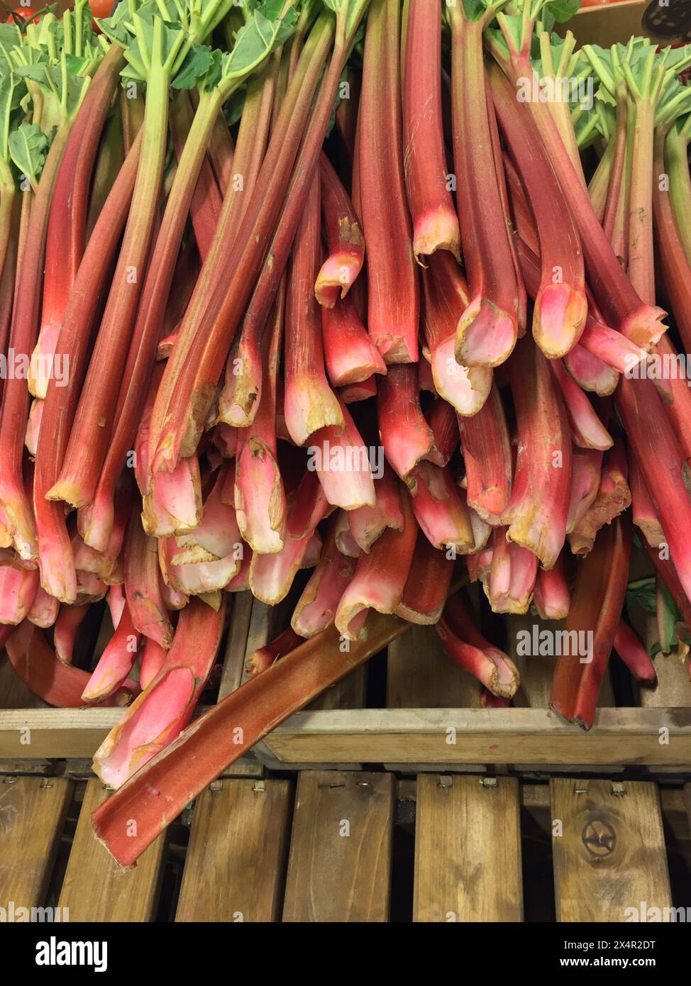 Nahaufnahme eines Haufens ökologisch angebauter roter Rhabarber-Stiele, die im Frühjahr auf dem Bauernmarkt verkauft werden können. Stockfoto