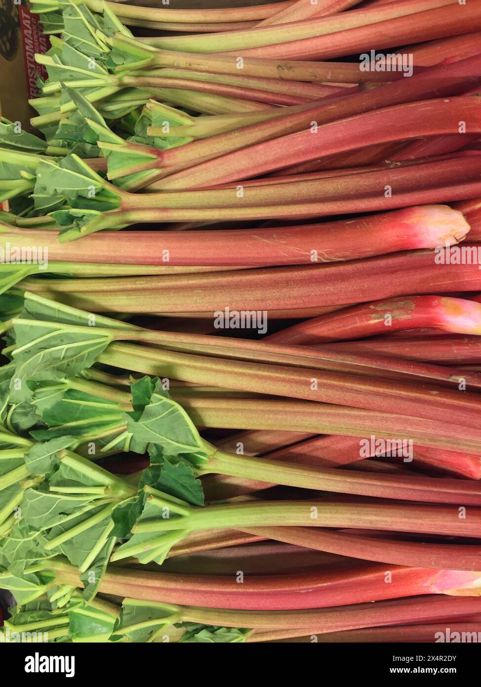 Nahaufnahme eines Haufens ökologisch angebauter roter Rhabarber-Stiele, die im Frühjahr auf dem Bauernmarkt verkauft werden können. Stockfoto