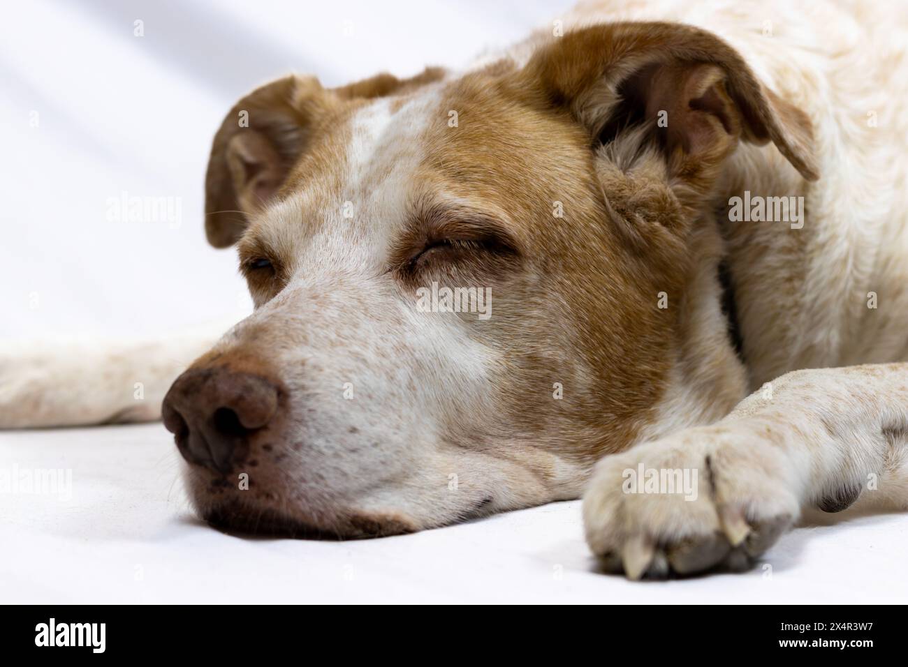 Dieses Bild zeigt einen ruhigen Moment eines älteren Hundes, der friedlich schläft. Stockfoto