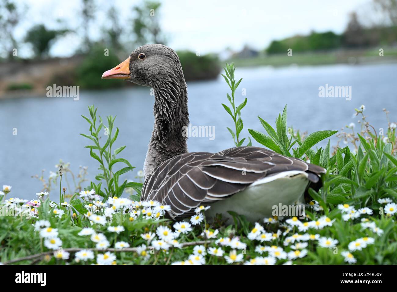 Walthamstow Wetlands ist ein voll betriebsbereiter 160 Hektar großer Wasserspeicher an der Themse, der die Hauptquelle für die Wasserversorgung von 3,5 Millionen Menschen ist. Walthamstow Wetlands ist auch ein international bedeutendes Naturschutzgebiet, das Heimat und Zuflucht für eine Vielzahl von Wildtieren bietet, von seltenen Wasservögeln bis zu majestätischen Greifvögeln. Stockfoto