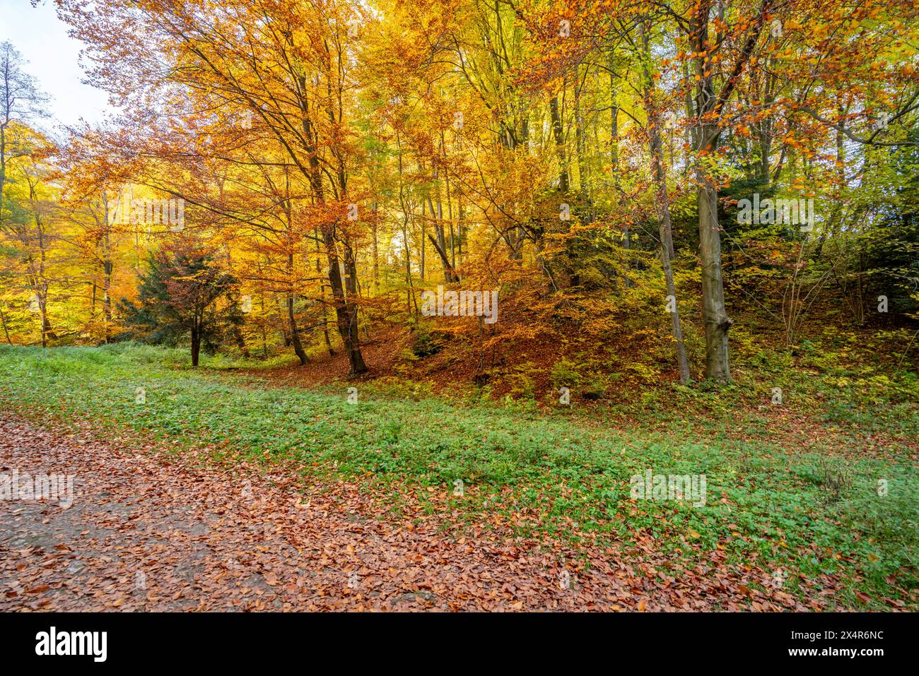 Der wunderschöne Herbstwald des Ojcow-Nationalparks, Polen Stockfoto