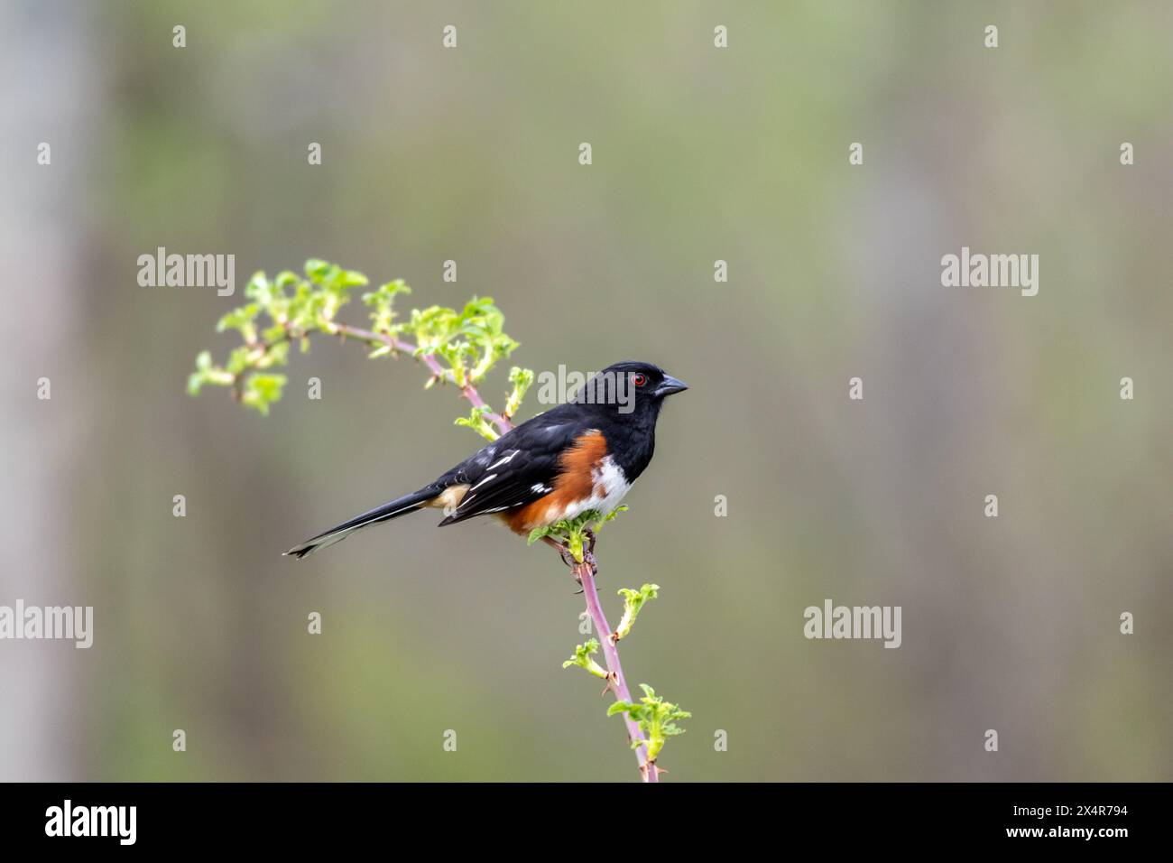 Männlicher östlicher Towhee, Pipilo erythrophthalmus, auf einem einzigen Zweig stehend, der grün aussieht, gedämpfter Hintergrund-Kopierraum Stockfoto