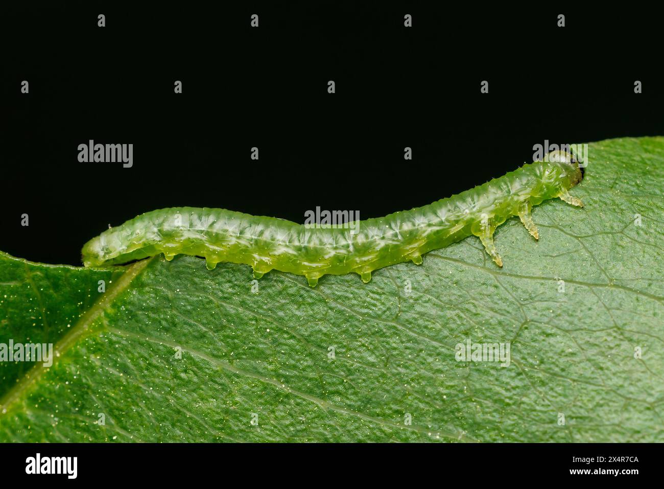 Die Larve der gewöhnlichen Sägeblüge (Tenthredinidae) isst ein Blatt der Schwarzkirsche (Prunus serotina). Stockfoto