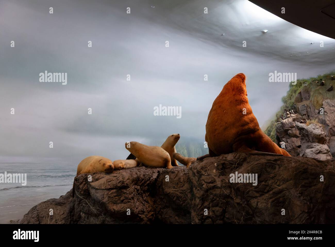 Steller Seelöwen in der Seashore Gallery im Royal BC Museum in Victoria, British Columbia, Kanada. Stockfoto