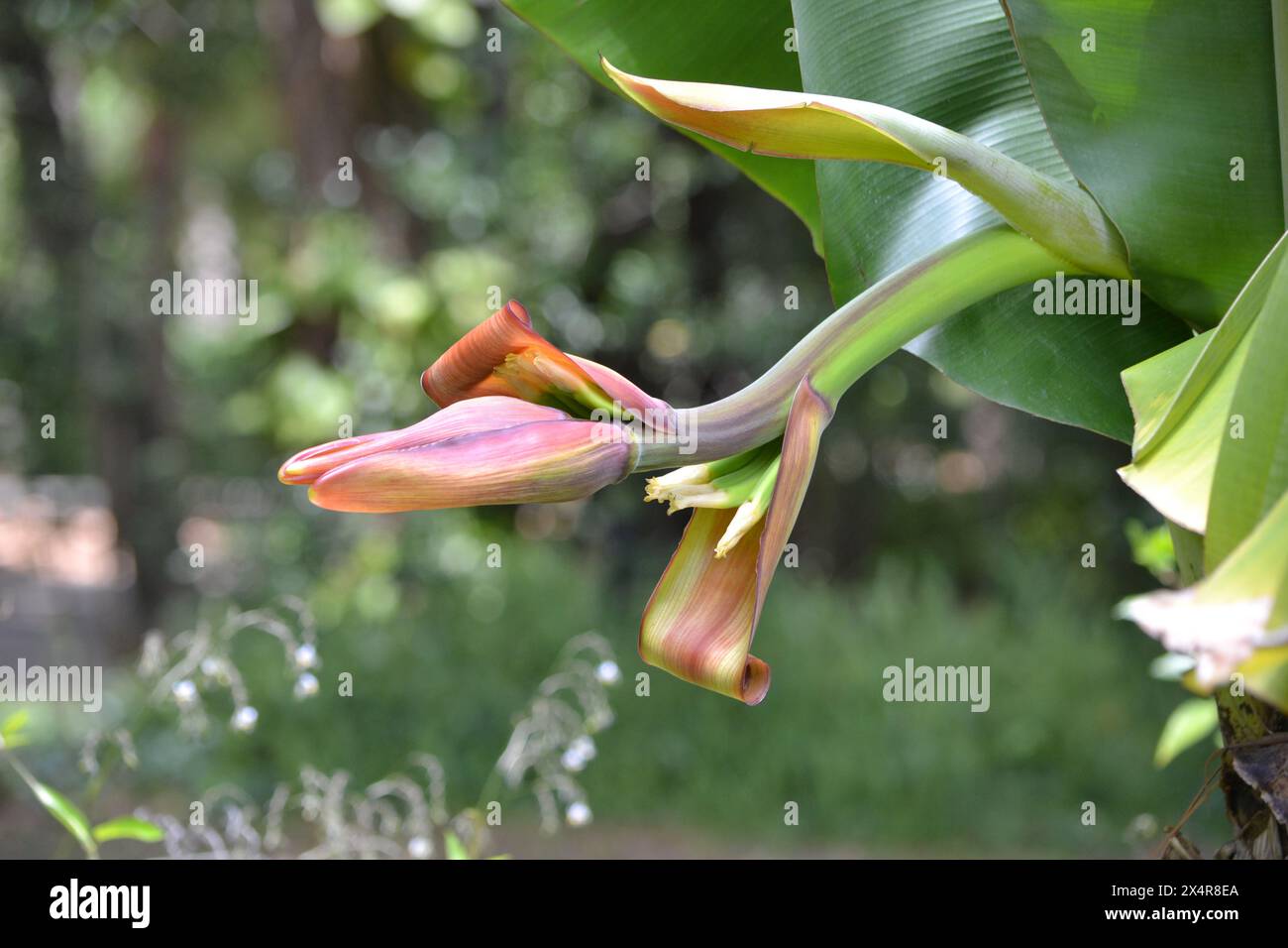 Neue Bananenblume mit kleinen Bananen, blühende konföderierte Jasminrebe im Hintergrund. Stockfoto