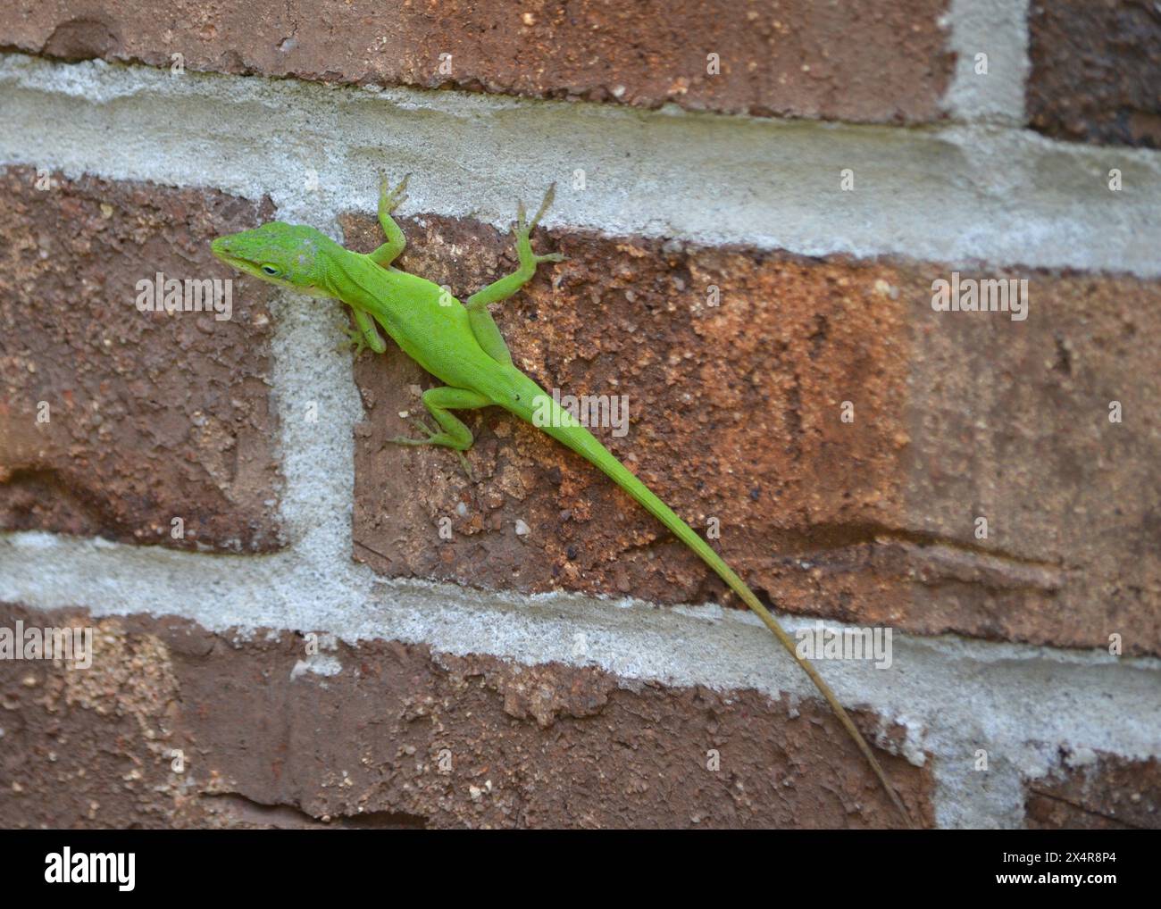 Eine lebendige grüne Anol-Eidechse gleitet an einer roten Ziegelmauer entlang, nach links ausgerichtet mit nach unten geneigtem Kopf. Stockfoto