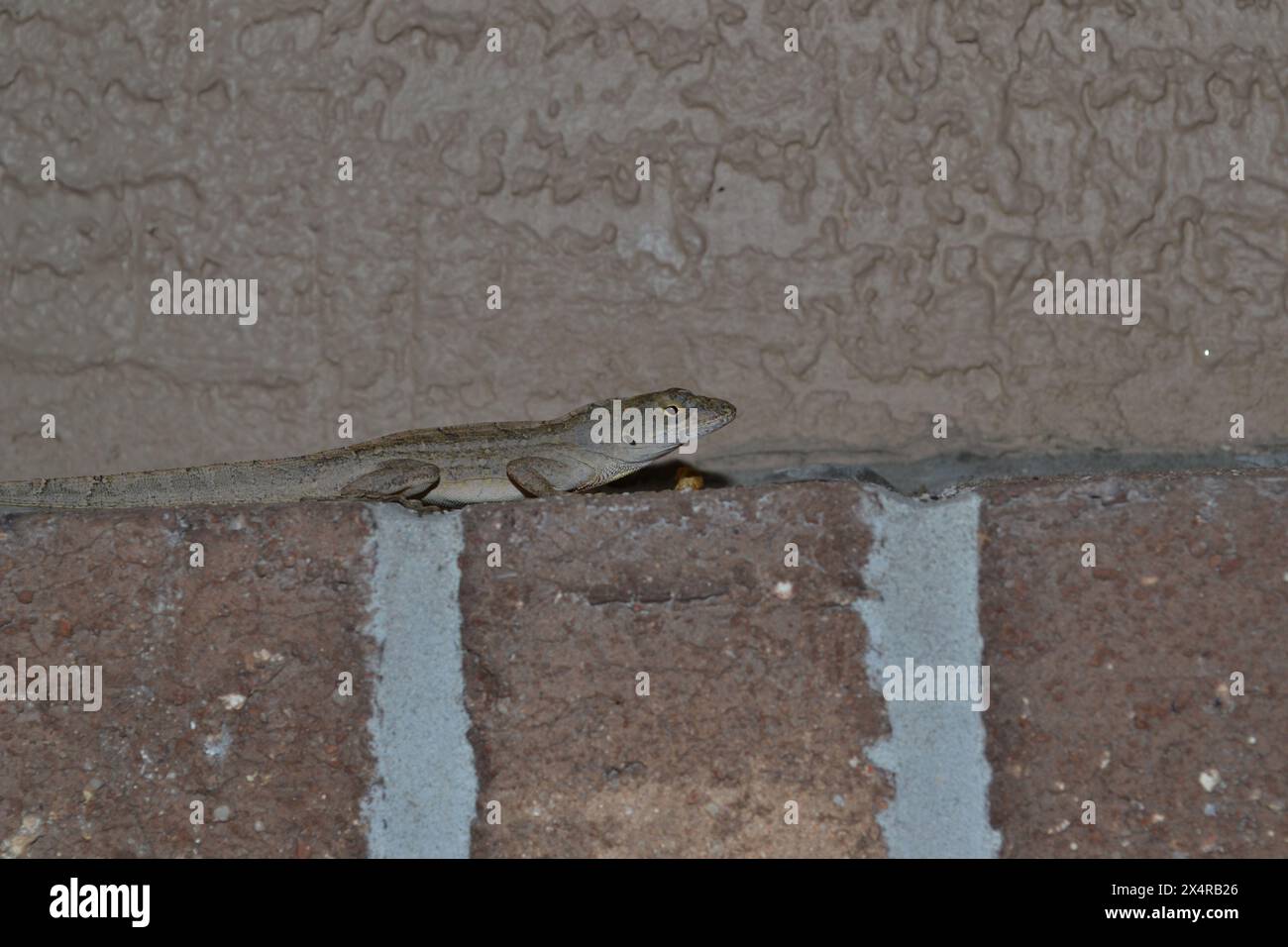 Eine braune Anol-Eidechse ruht auf einem rostigen Ziegelvorsprung, ihr nachgewachsener Schwanz ist sichtbar, und steht an einer braunen strukturierten Wand. Stockfoto