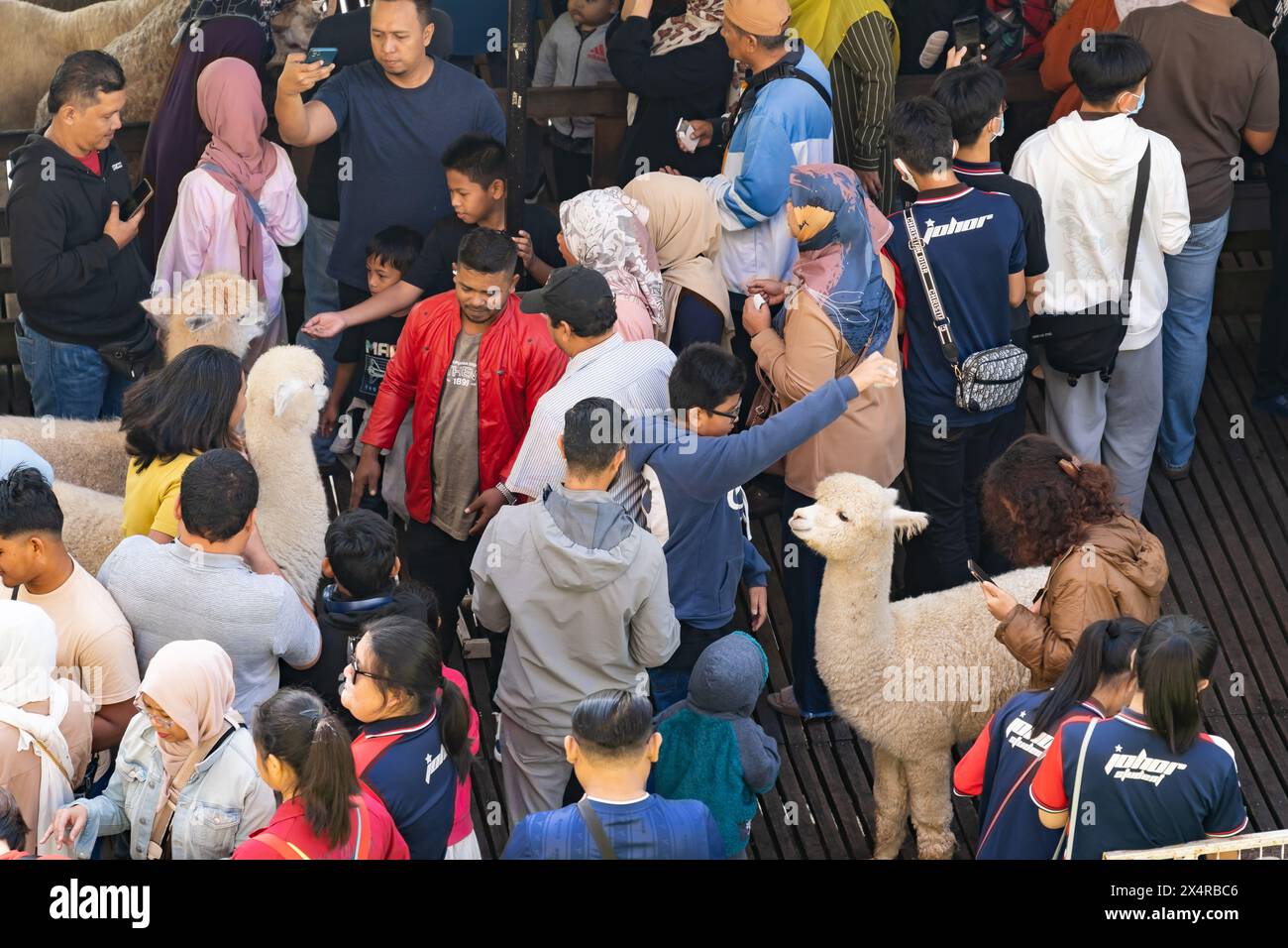 Pahang, Malaysia - September 30,2023: Malerischer Blick auf die Touristen, die Fotos machen und die Schafe und Alpakas füttern, im „Sheep Sanctuary Cameron Highland“. Stockfoto