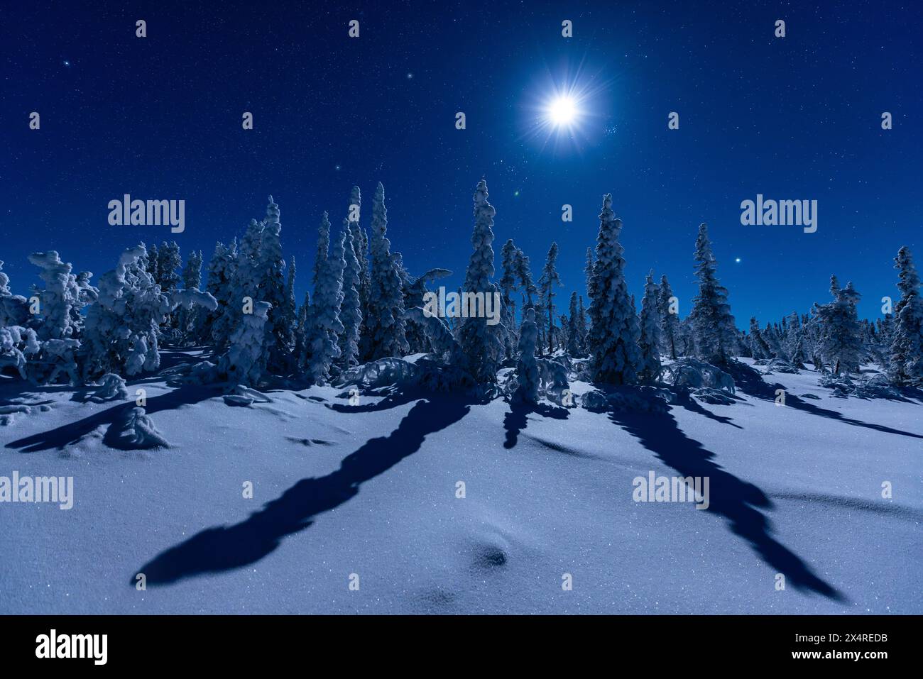 Mondschein über Kiefernwald in der Nähe des Yukon River, Alaska, USA Stockfoto