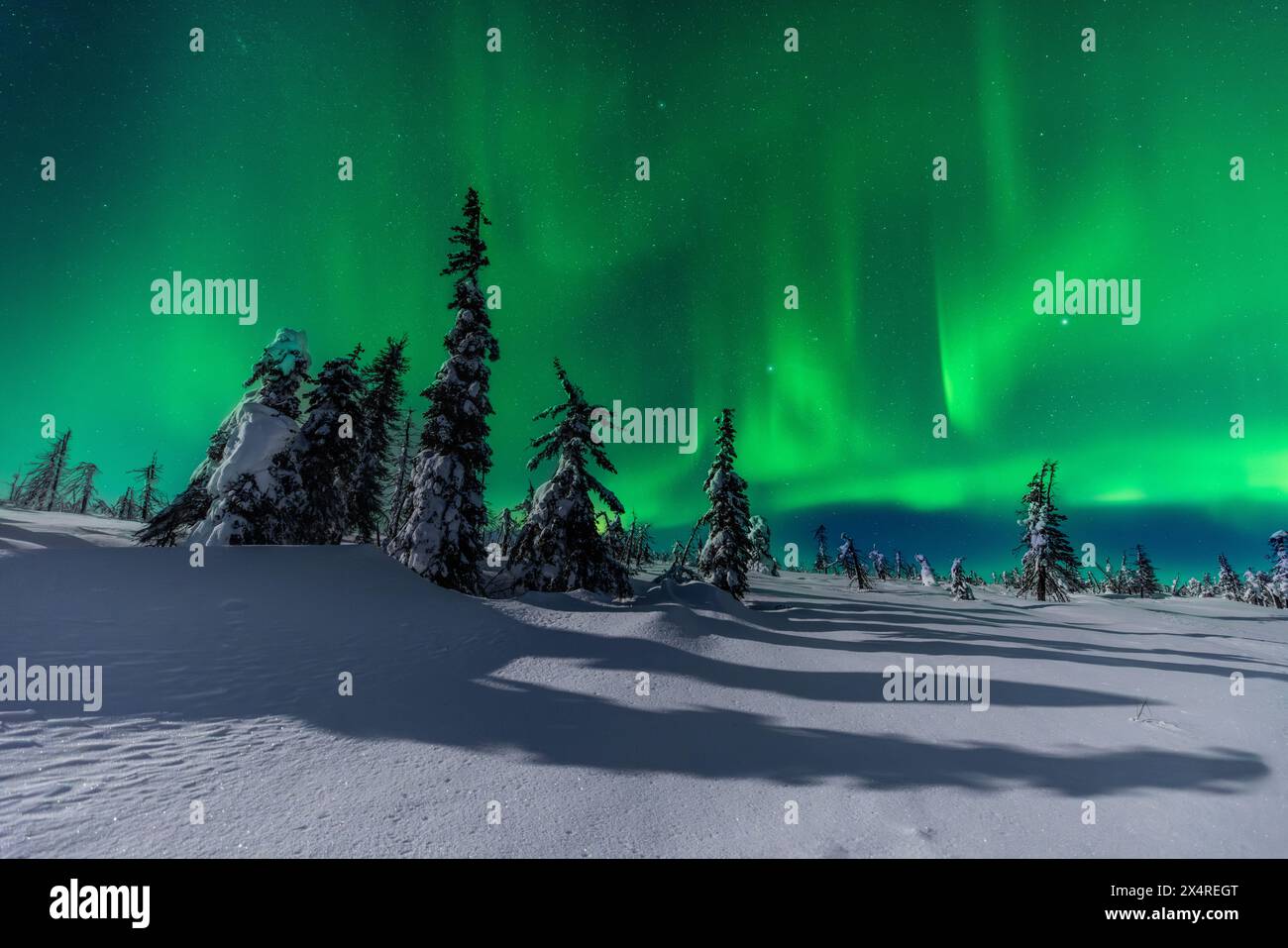 Aurora Borealis über Yukon Eiswald, Alaska, USA Stockfoto