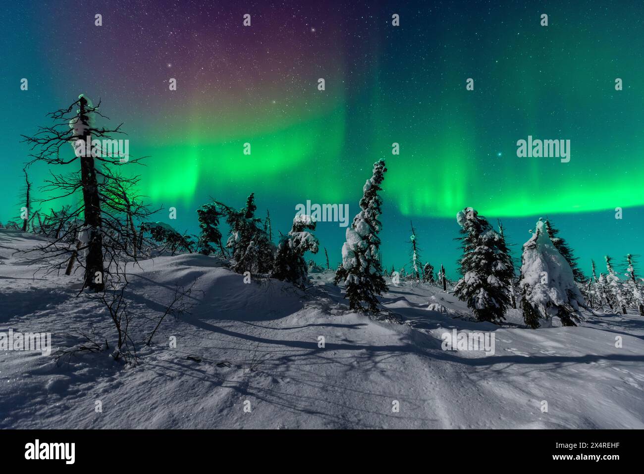 Aurora Borealis über Yukon Eiswald, Alaska, USA Stockfoto