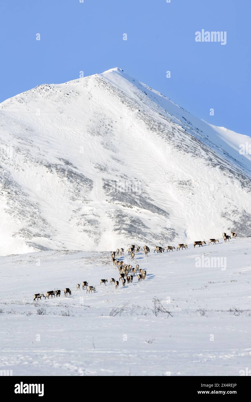 Caribou-Überquerung der Berge, Atigun Pass, Alaska, USA Stockfoto