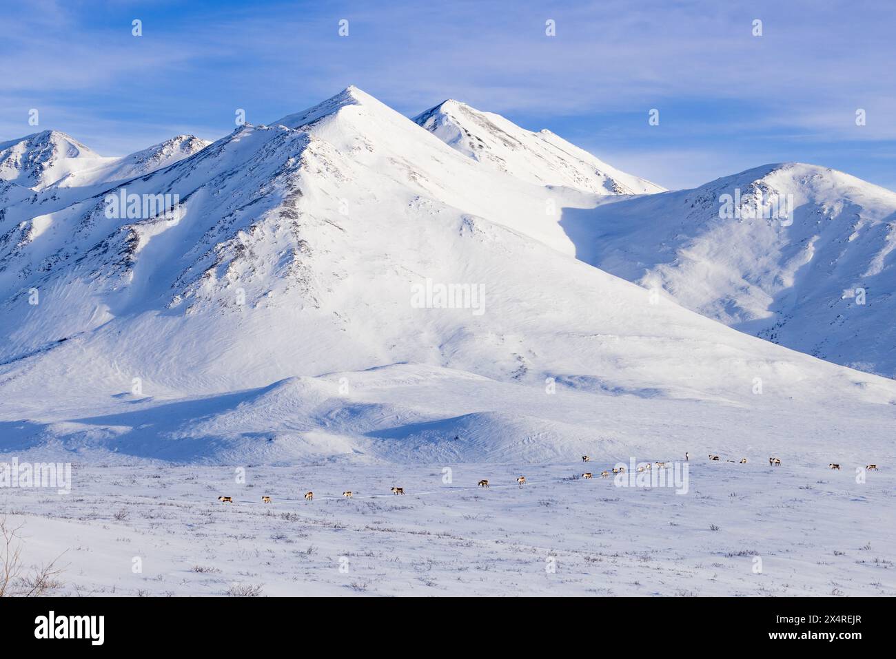 Caribou-Überquerung der Berge, Atigun Pass, Alaska, USA Stockfoto
