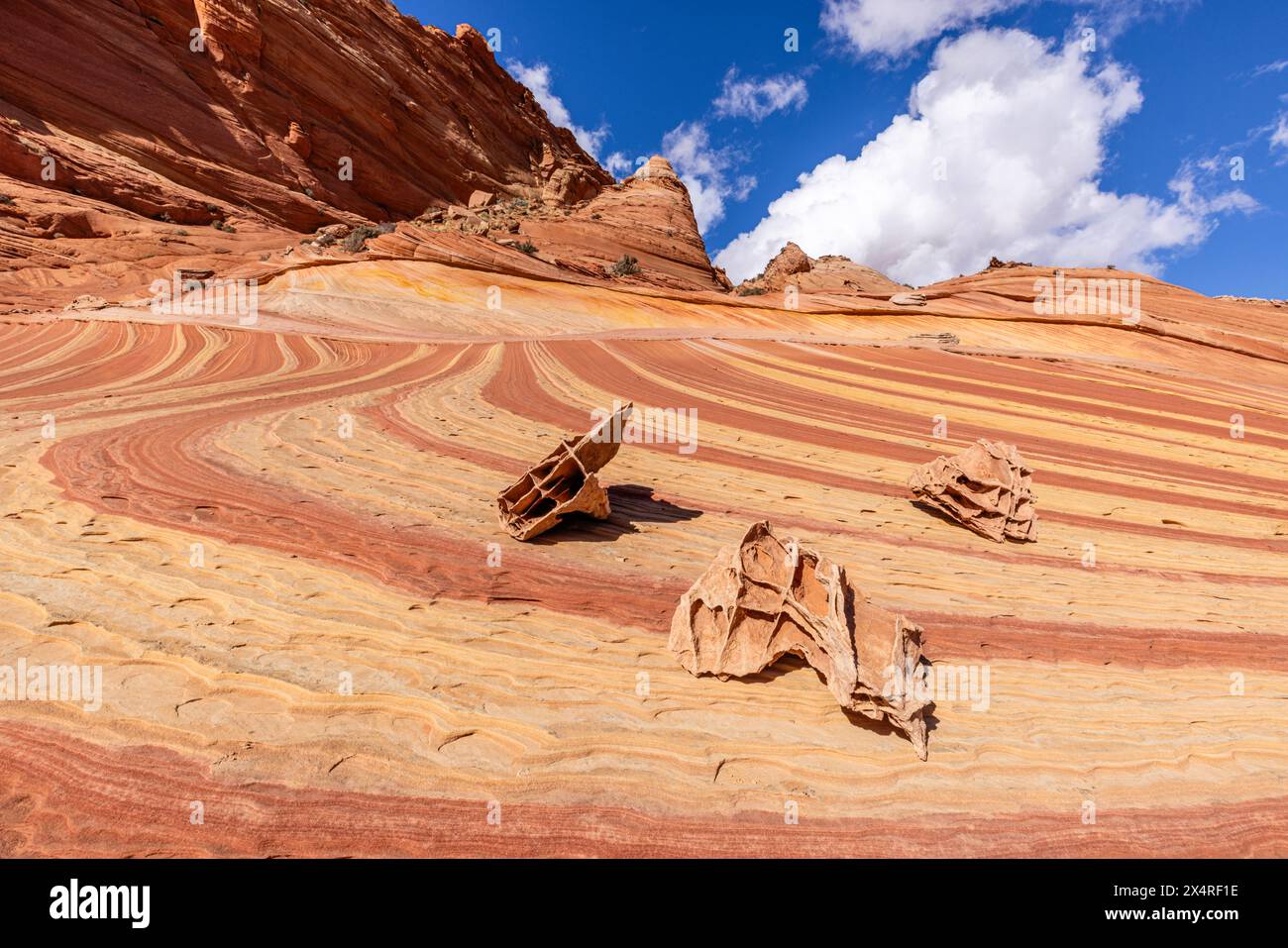 Fatali's Boneyard Fossils in der Nähe der Welle, Coyote Buttes North am Paria Canyon, Vermilion Cliffs National Monument, Arizona, USA Stockfoto