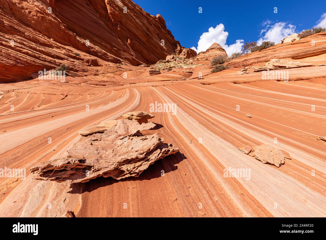 Fatali's Boneyard Fossils in der Nähe der Welle, Coyote Buttes North am Paria Canyon, Vermilion Cliffs National Monument, Arizona, USA Stockfoto