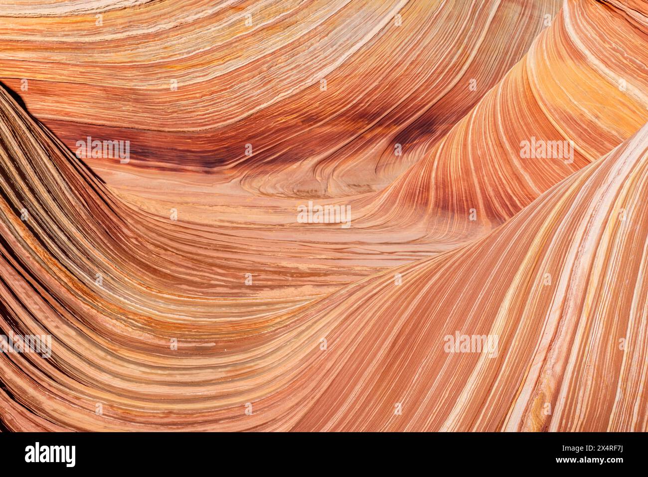 Die Felsformation Wave, Coyote Buttes North am Paria Canyon, Vermilion Cliffs National Monument, Arizona, USA Stockfoto