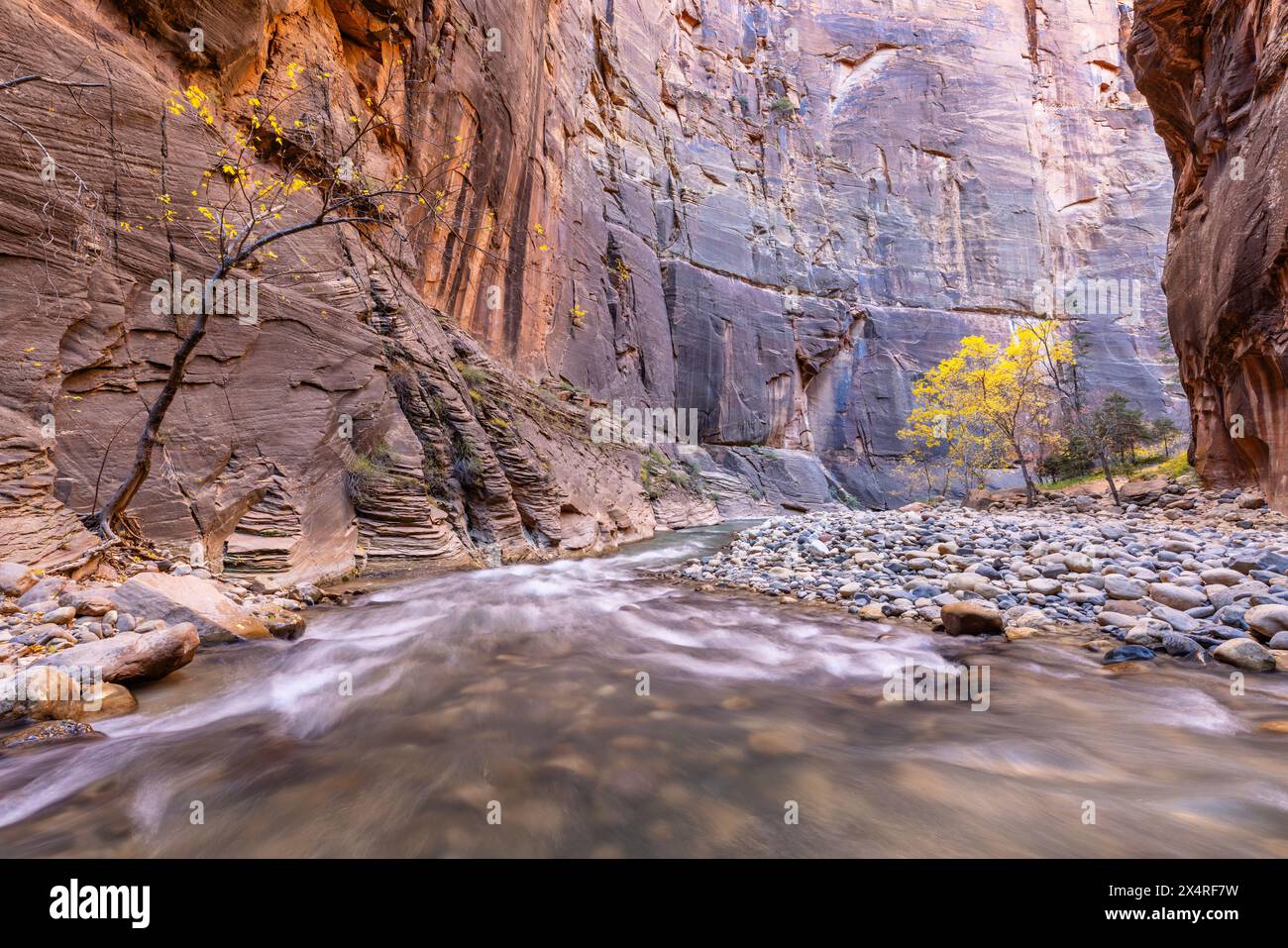 Virgin River Narrows im Zion National Park, Utah, USA Stockfoto