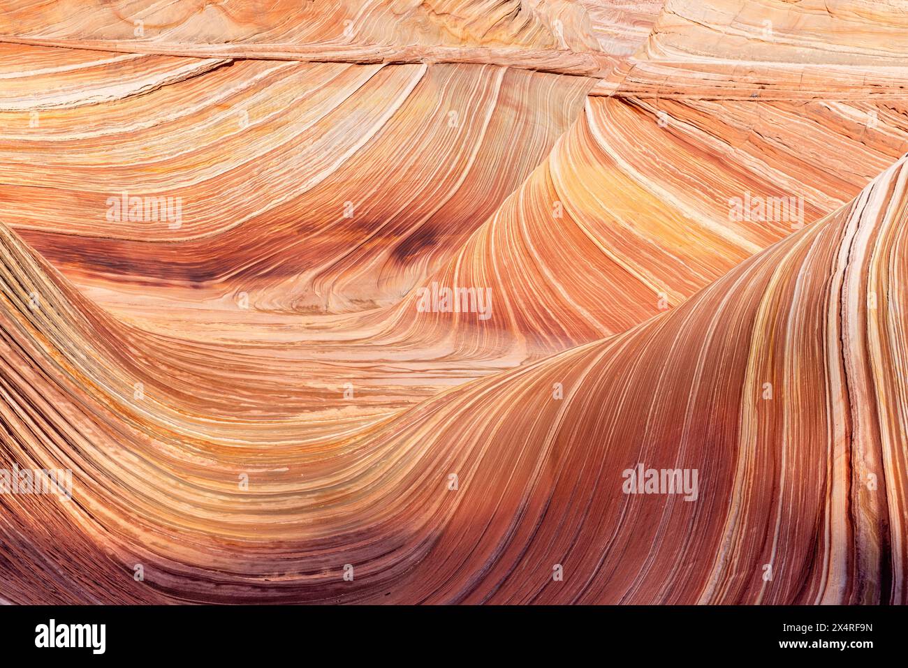 Die Felsformation Wave, Coyote Buttes North am Paria Canyon, Vermilion Cliffs National Monument, Arizona, USA Stockfoto