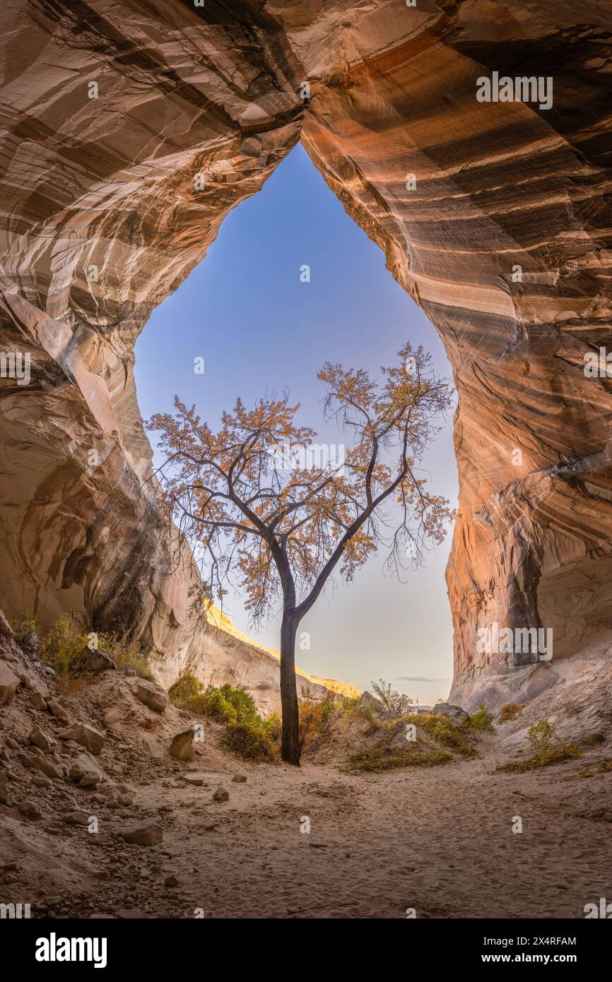Tree Cave bei Sonnenaufgang in der Nähe des Paria Canyon, Arizona, USA Stockfoto