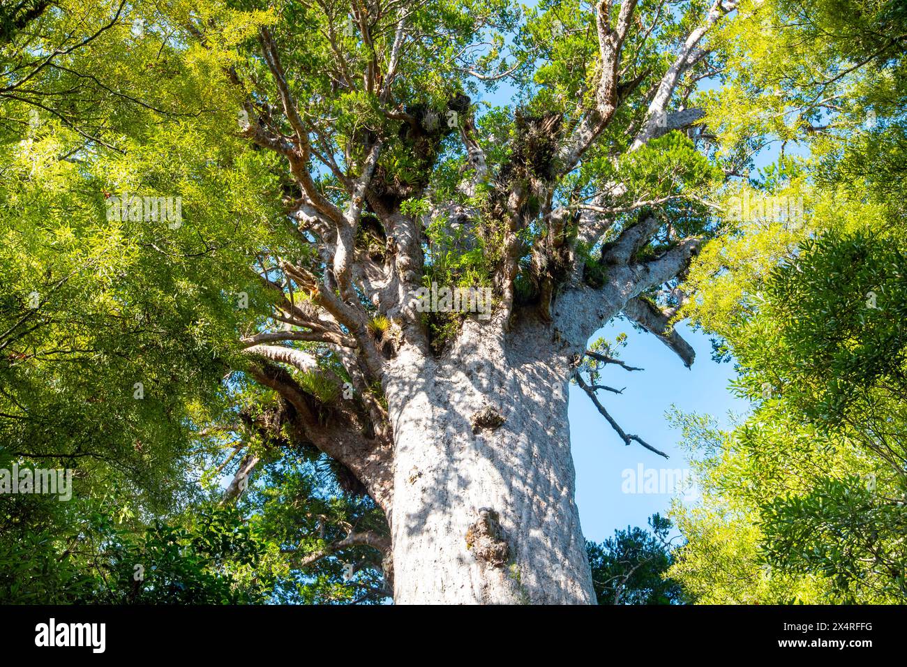 Tane Mahuta Kauri Tree - Neuseeland Stockfoto