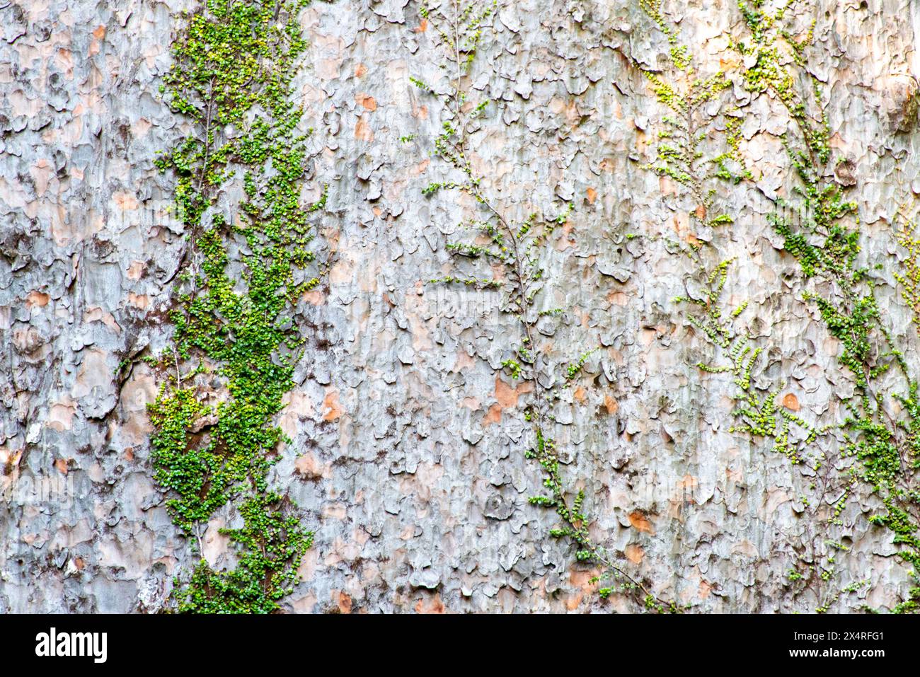 Tane Mahuta Kauri Tree - Neuseeland Stockfoto