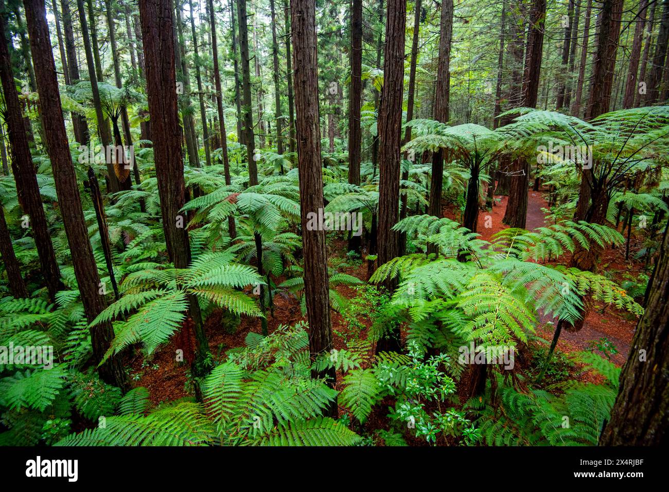 Redwoods Whakarewarewa Forest - Rotorua - Neuseeland Stockfoto