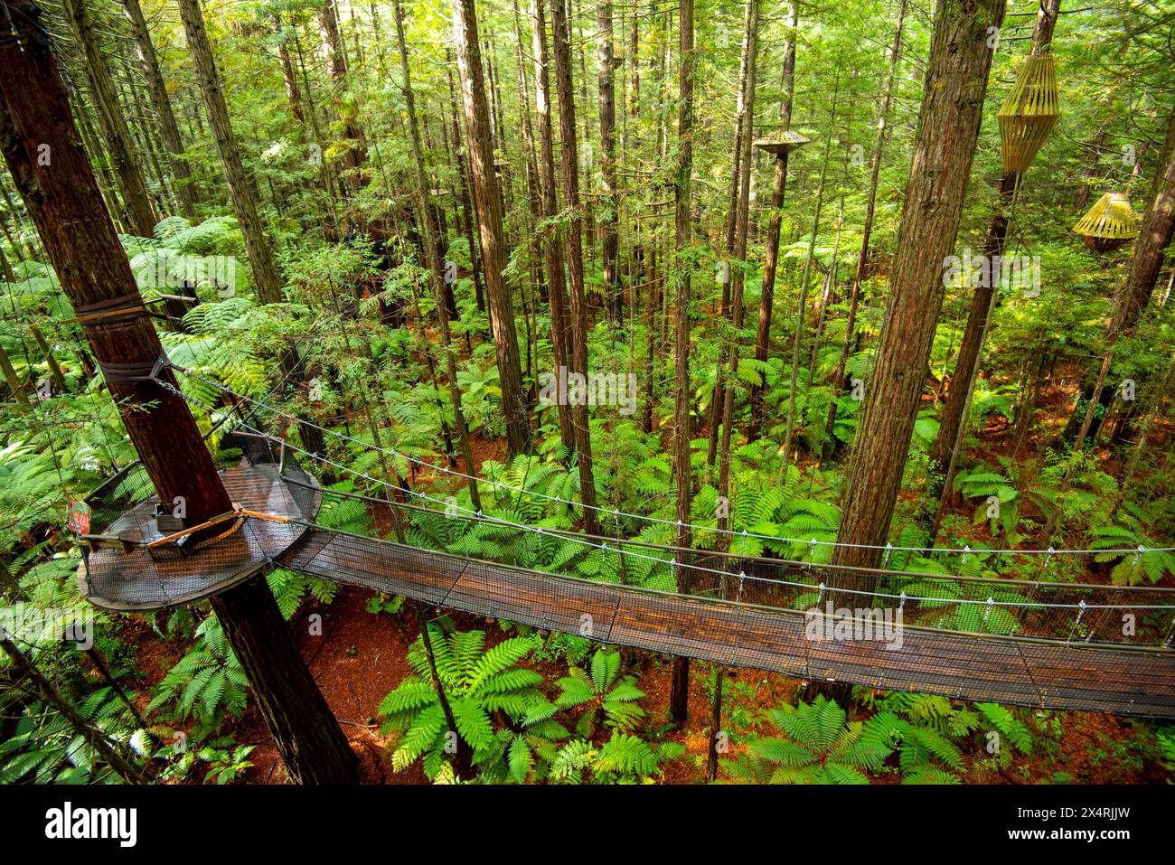 Redwoods Whakarewarewa Forest - Rotorua - Neuseeland Stockfoto
