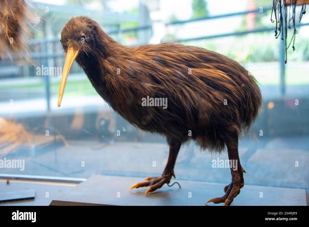 Taxidermy Kiwi Bird - Neuseeland Stockfoto