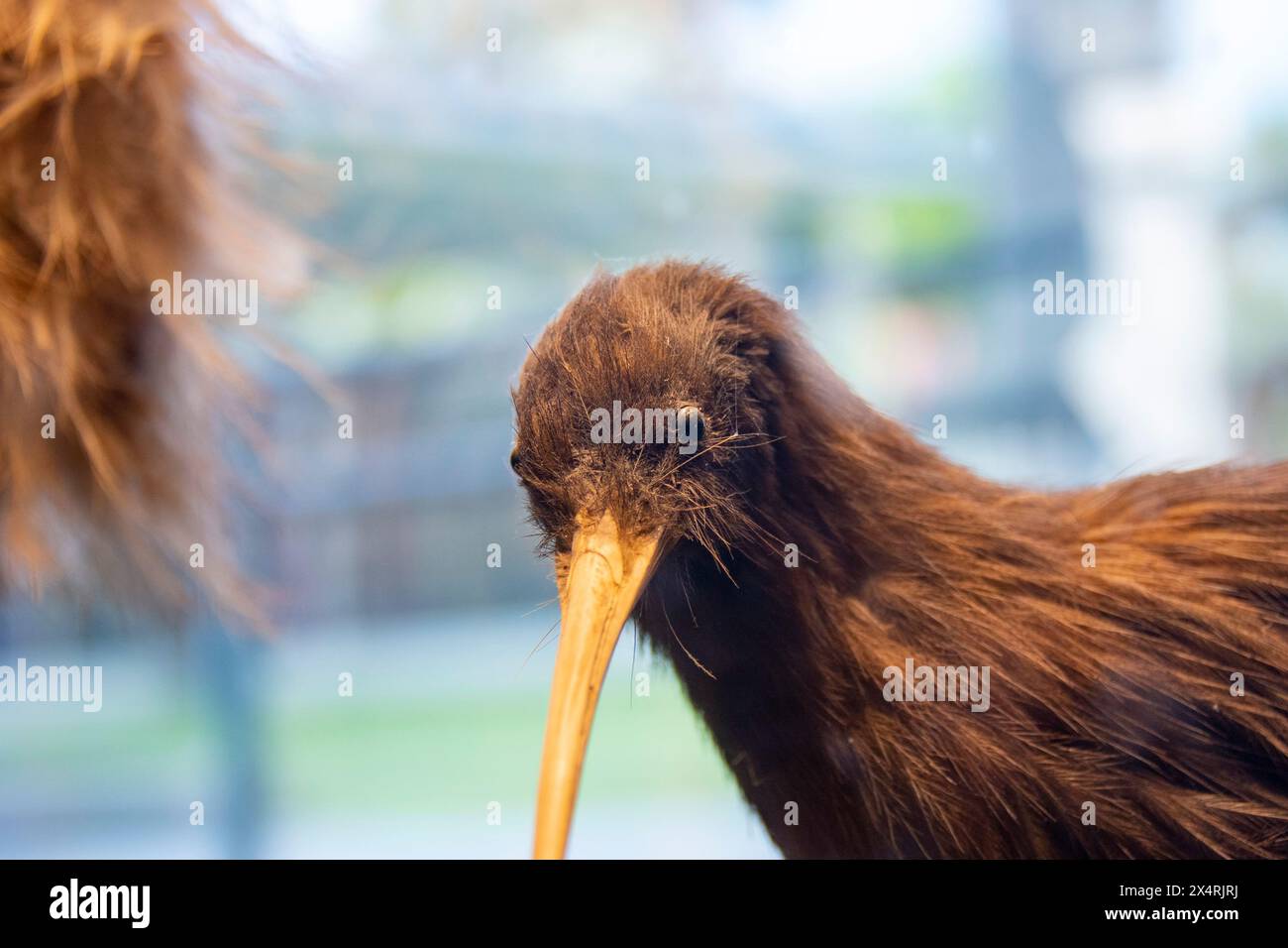 Taxidermy Kiwi Bird - Neuseeland Stockfoto