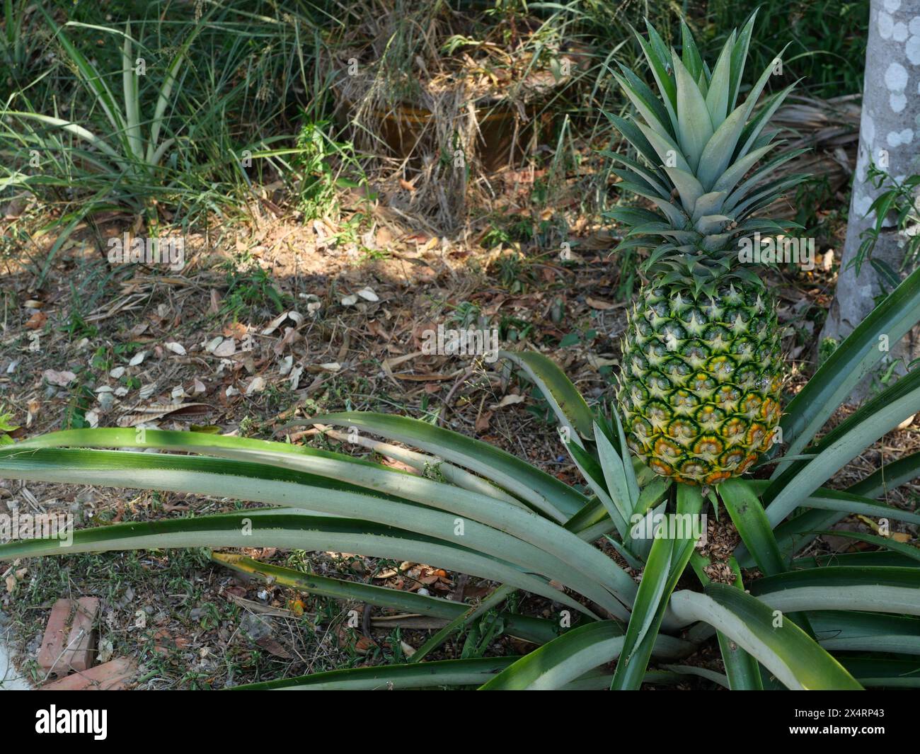 Die Ananasfrucht ist reif mit grüner, orangener und gelber Rinde auf der Baumpflanze, leckere tropische Früchte auf dem Ackerland Stockfoto