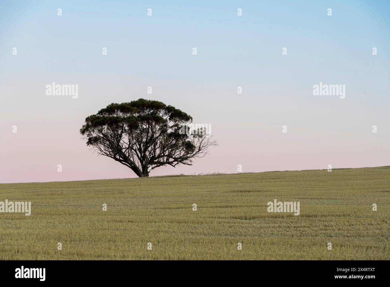 Typische Gürtellandschaft in Westaustralien. Stockfoto