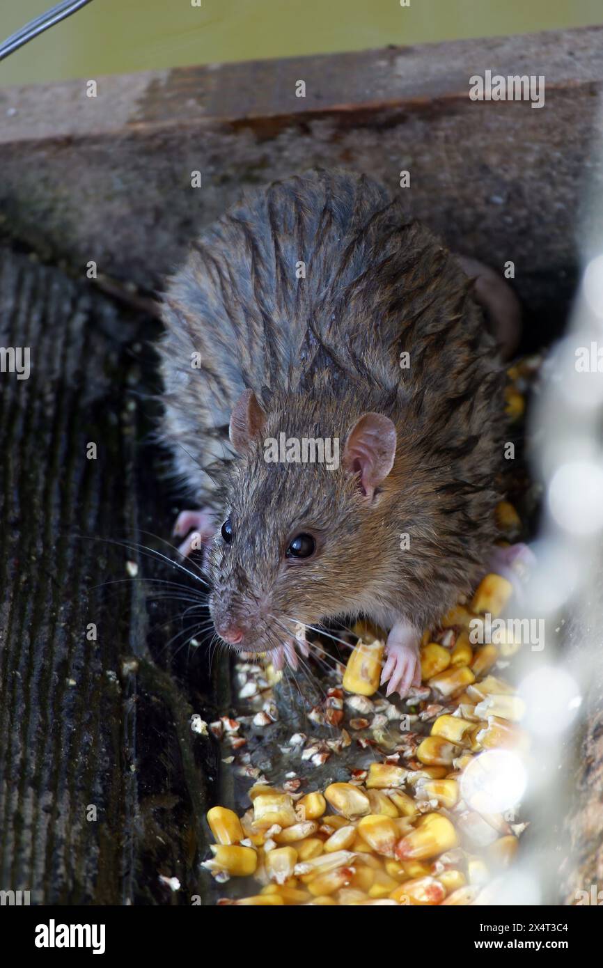 Braune Ratte, gewöhnliche braune Ratte, Norwegerratte (Rattus norvegicus forma domestica), Futter von Mais im Zoo von Zagreb, Kroatien Stockfoto