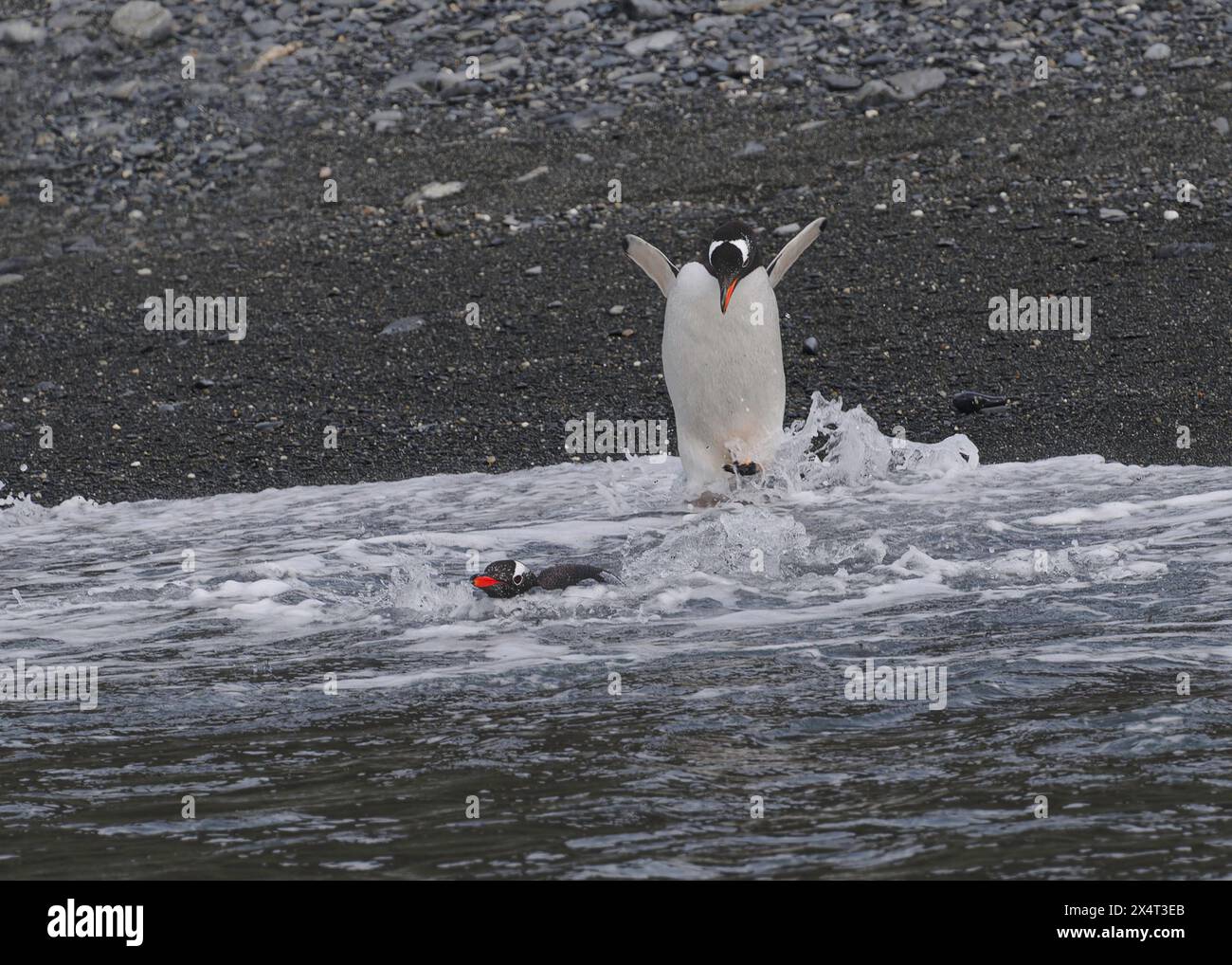 Pinguin Gentoo (Pygoscelis papua), Eintritt ins Meer, rechts Whale Bay, Südgeorgien, Antarktis Stockfoto