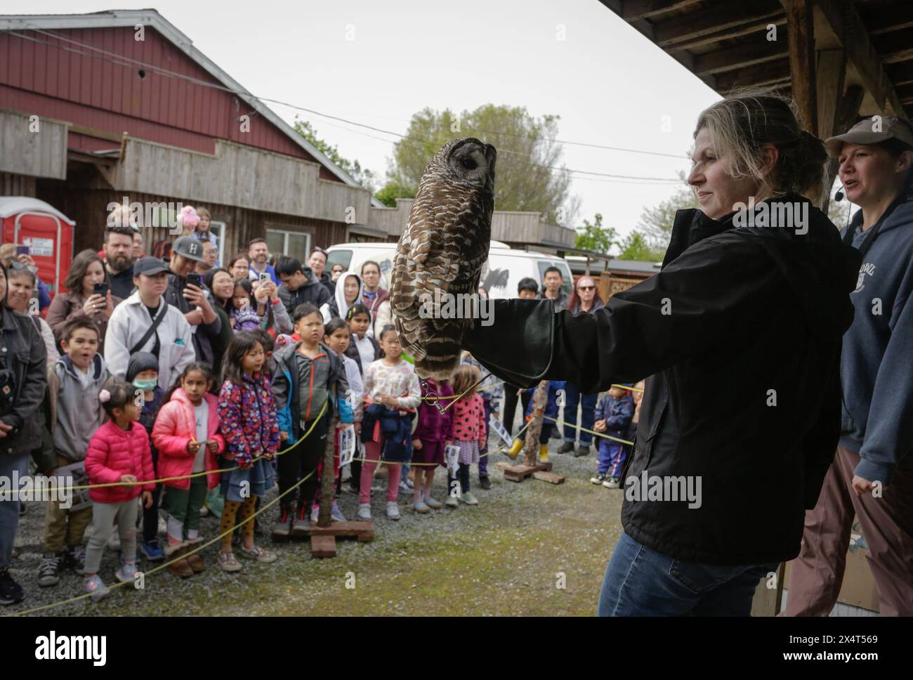 Delta, Kanada. Mai 2024. Ein Mitarbeiter stellt den Besuchern während einer Open House-Veranstaltung im Orphaned Wildlife (OWL) Rapper Rehabilitation Center in Delta, British Columbia, Kanada, am 4. Mai 2024 eine Eule vor. Die zweitägige Open House-Veranstaltung am 4. Und 5. Mai bot der Öffentlichkeit Gelegenheit, die Anlage zu besuchen und mehr über die Naturschutzarbeit für Wildvögel zu erfahren, wodurch das öffentliche Bewusstsein für die Greifer, ihren Lebensraum und die Umweltauswirkungen auf die Menschen gestärkt wurde. Quelle: Liang Sen/Xinhua/Alamy Live News Stockfoto