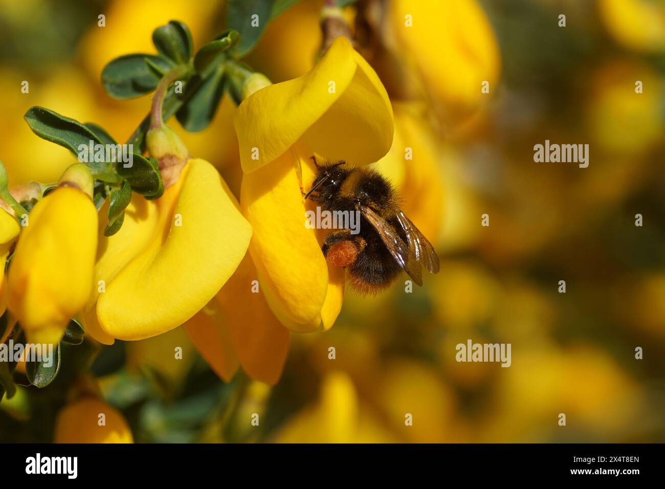 Nahaufnahme der frühen Hummel (Bombus pratorum), Familie Apidae an gelben Blüten des gewöhnlichen Ginsens Cytisus scoparius (Syn. Sarothamnus scoparius). Stockfoto