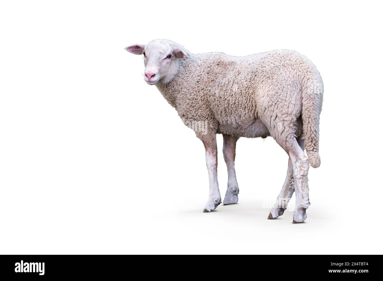 Junge Schafe isoliert auf weißem Hintergrund. Seitenansicht. Stockfoto
