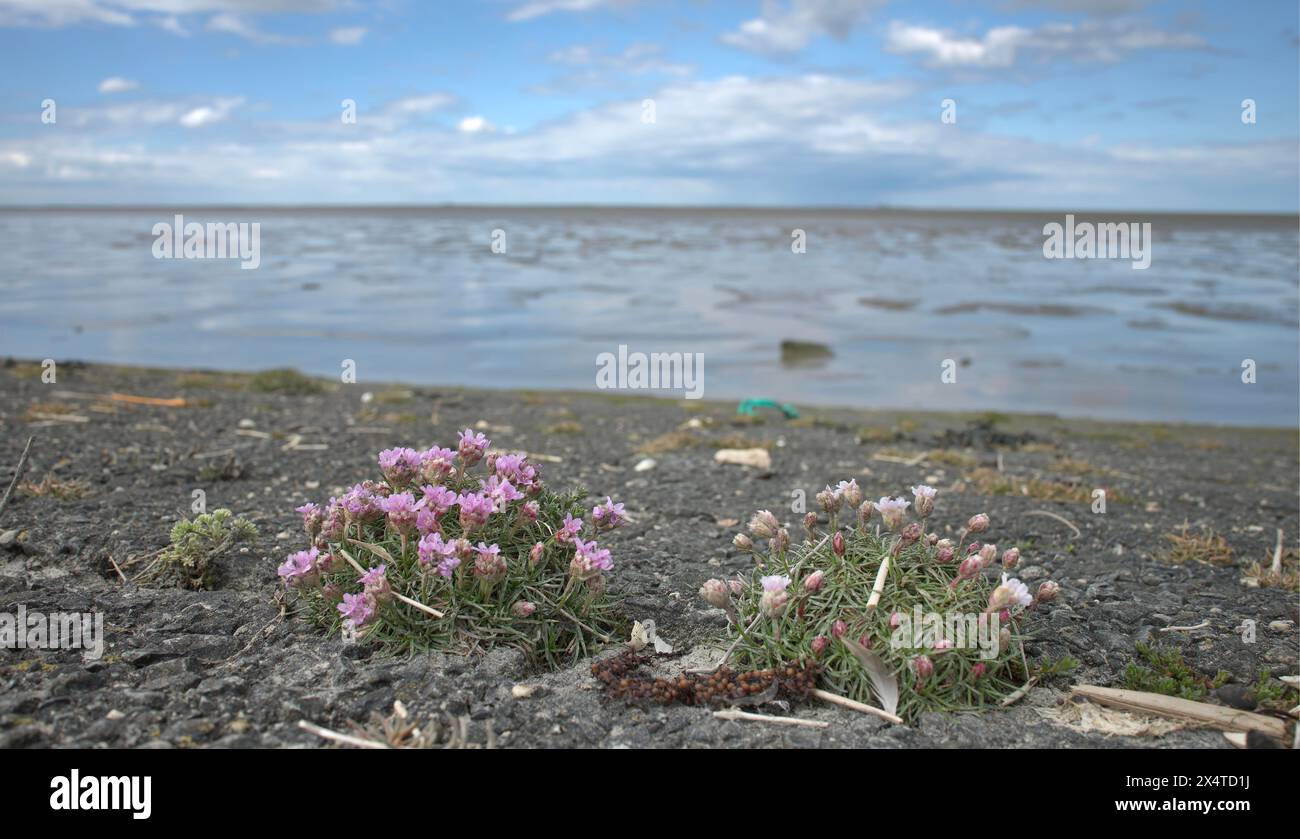 Engels Gras op de oever langs de Waddenkust Stockfoto