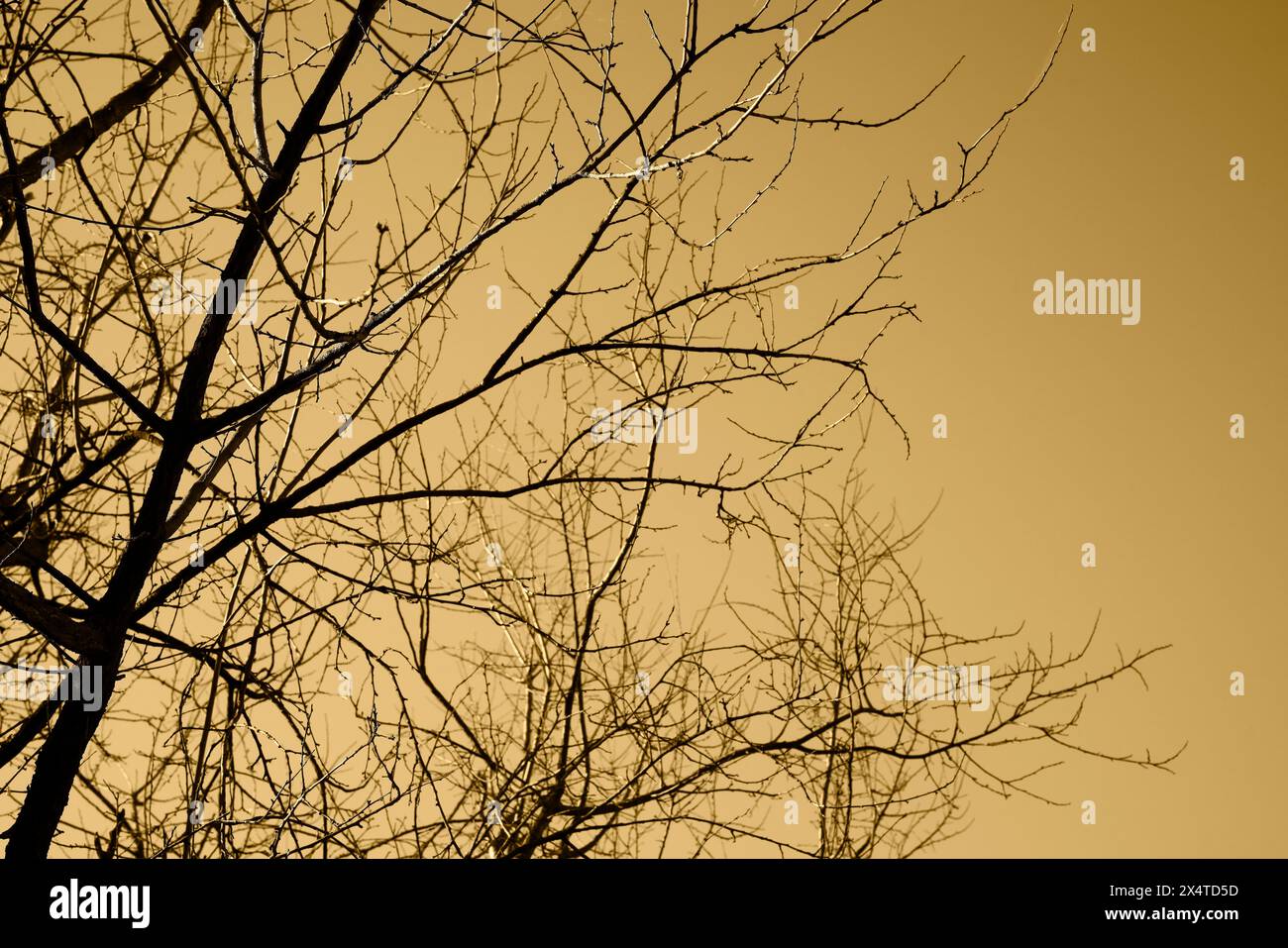 Blattlose Baumzweige Silhouette Schwarzer und oranger Hintergrund der romantischen Szene Stockfoto