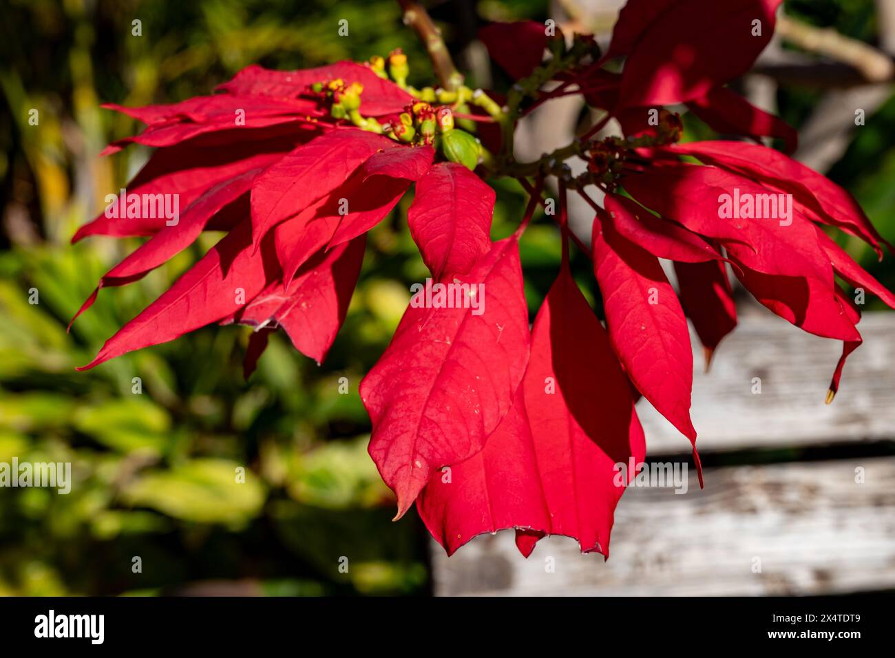 Weihnachtsstern in spanien -Fotos und -Bildmaterial in hoher Auflsung   Alamy