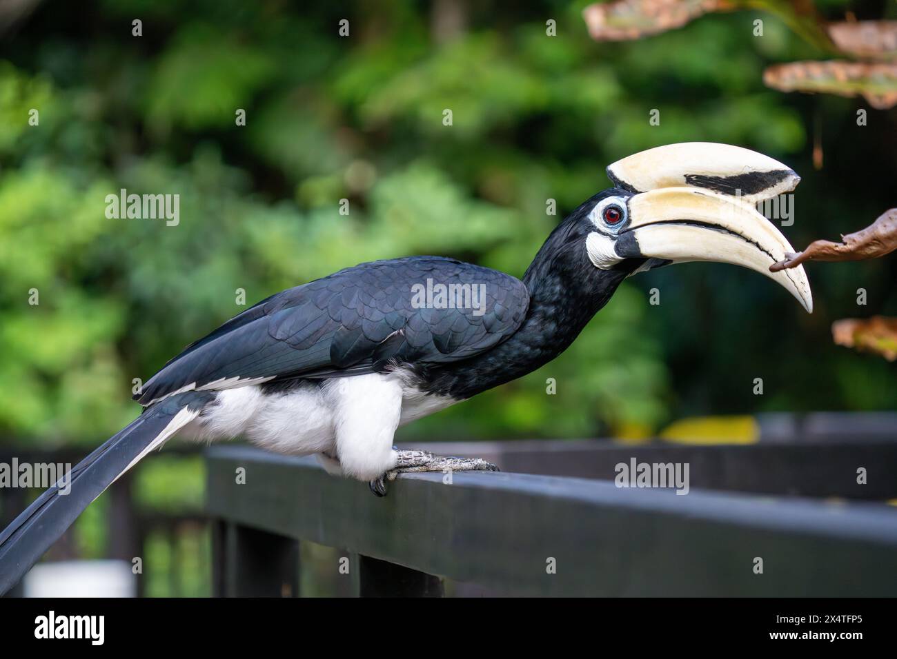 Oriental-Rattenschnabel (Anthracoceros albirostris) oder Sunda-Rattenschnabel (Convexus) oder malaysischer Rattenschnabel aus nächster Nähe in Singapur. Stockfoto
