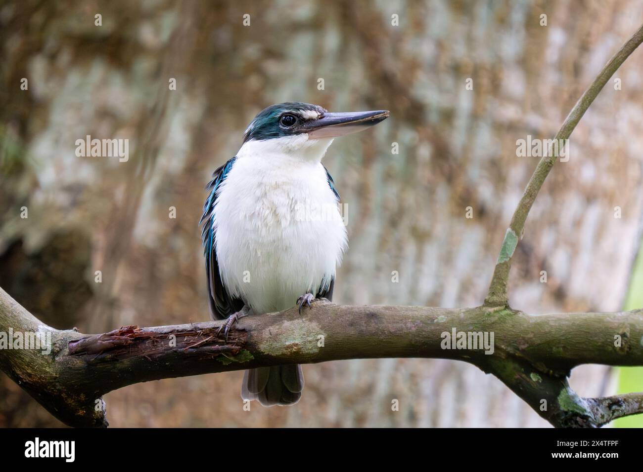 eisvogel mit Kragen (Todiramphus chloris) oder eisvogel mit weißem Kragen oder mangrovenvogel nahe in Singapur. Stockfoto